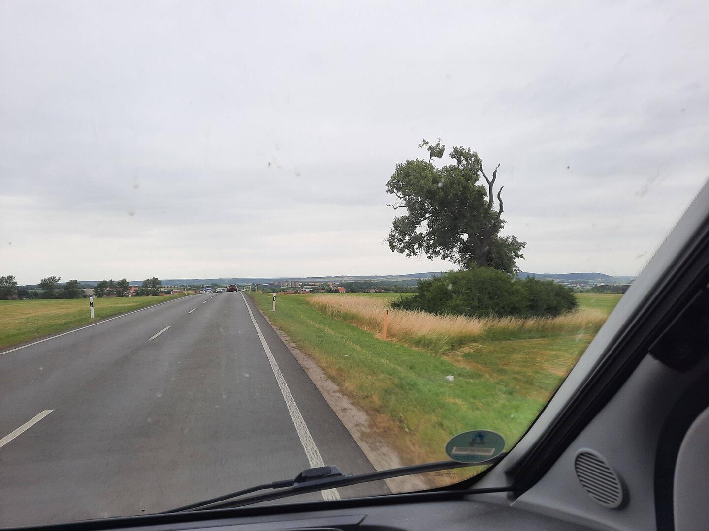 Markanter Baum unweit von zu Hause