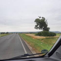 Markanter Baum unweit von zu Hause