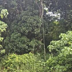 Indian Jones swung on this rope!