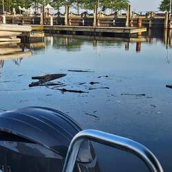Limbs and logs in the protected marina