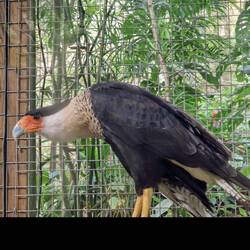 Schopfkarakara, Macaw Mountain