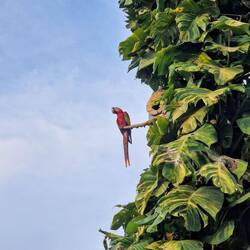 Scharlachara, Parque Central