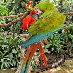 Bechsteinara, Macaw Mountain