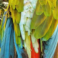 Bechsteinara, Macaw Mountain