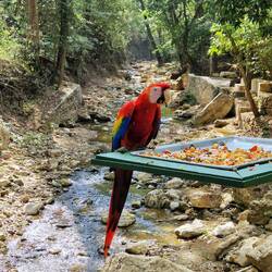 Scharlachara, Macaw Mountain
