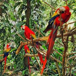 Scharlachara, Macaw Mountain