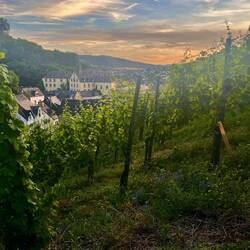 Weinberg "Berncasteller Doctor"