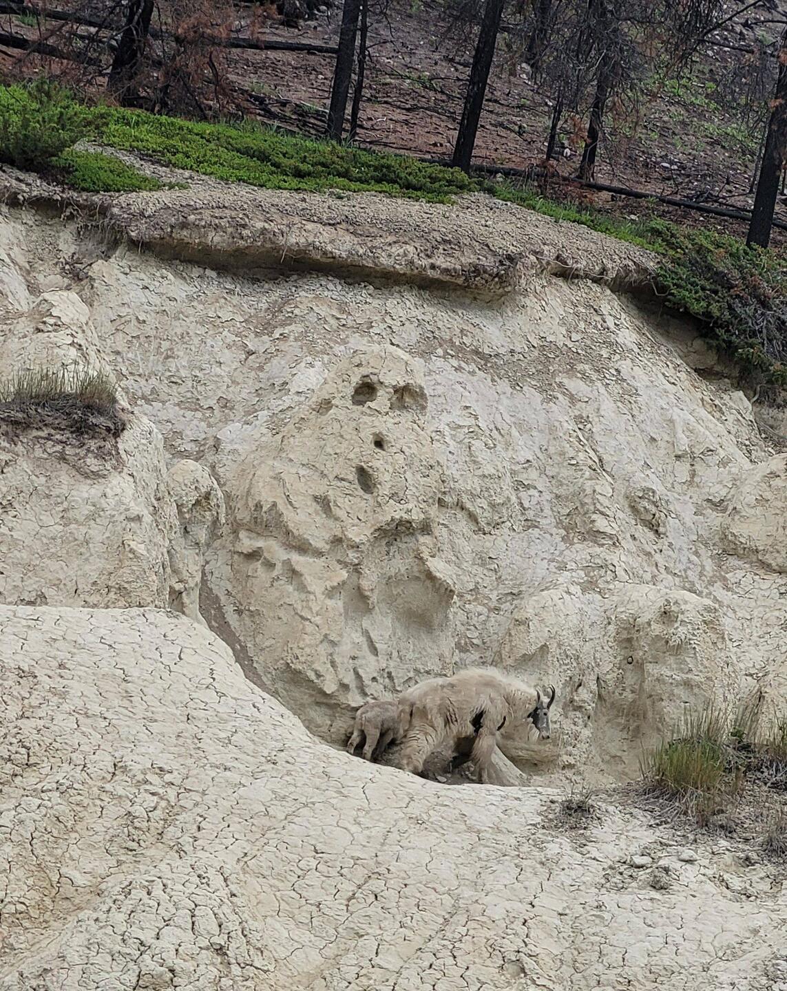 Mountain Goats