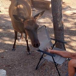 Knabber Knabber Füßchen .... 🤣 ... ein Wapiti!