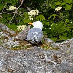 Möwe mit Küken