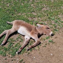 Von der Hitze umgehaun