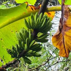 Bananen wachsen hier sogar in den Wäldern