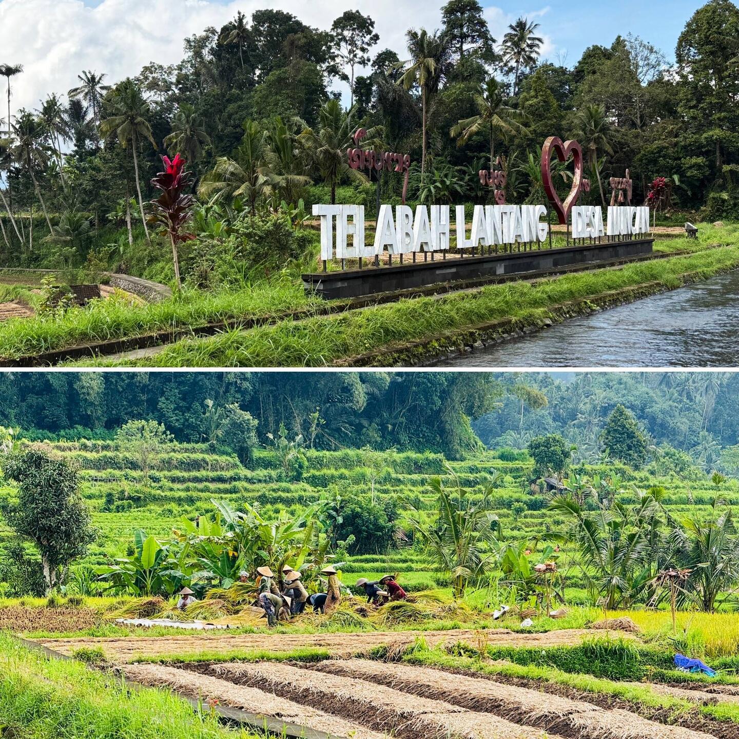 Reisernte in der Gemeinschaft