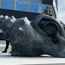 Eine Ohrmuschel im wahrsten Sinne des Wortes