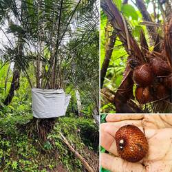 Schlangenhautfrucht - sehr lecker 😋