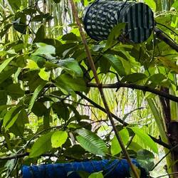 Bienenstock zur Honigproduktion