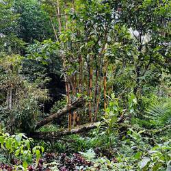 Gelber Bambus wird für Dekorationszwecke verwendet, der Grüne zum Bauen (z.Bsp. Gerüst)