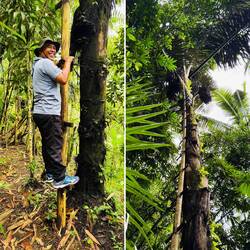 Leiter aus Bambus für die Saftgewinnung Arak-Schnapps