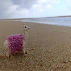 Mini-Kurt 🦙 war auch mit von der Partie ☺️