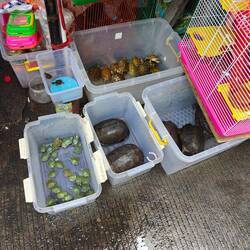 Tierschutz wird hier groß geschrieben, sonst würde es ja tierschutz heißen