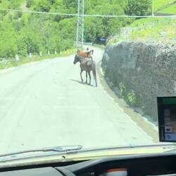Kühe auf der Strasse habe ich schon hunderte gesehen, aber jetzt kommt noch die Pferde dazu