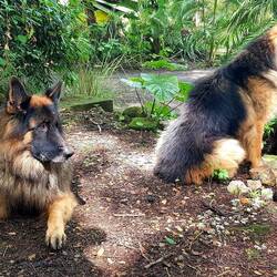 The campsite guards. As usual, the dogs only stayed near our bus! :)
