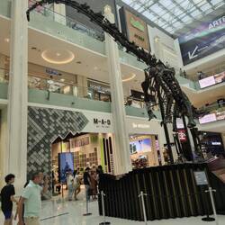 Dinosaur skeleton in Dubai Mall... as you do 🙄