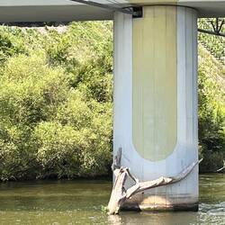 Treibholz am Brückenpfeiler, Moselbrücke Neumagen-Dhron