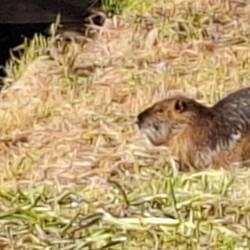 Deze sloeber zat wat te treuzelen