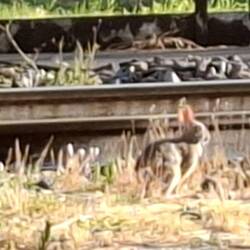 Een konijn aan het spoor