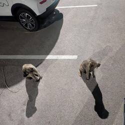 Those little 🐶🐶