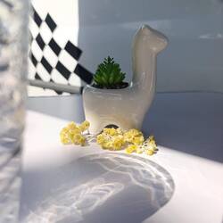 🪴🦙