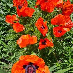 A poppy that was growing everywhere! Stunning!