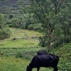 Kühe direkt vor unserer Hütte