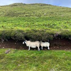 Schafe am Straßenrand oder auf der Straße - ganz normal hier