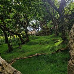 Fairy Glen