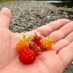 Lachsbeeren