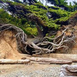 "The Tree of Life"