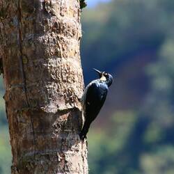 Acorn Woodpecker