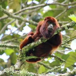 Mono Aullador Rojo (roter Brüllaffe)