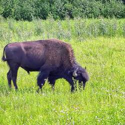 ... die Waldbisons des Yukon