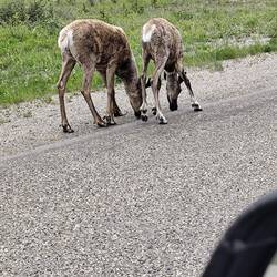 Wildlife am Straßenrand...