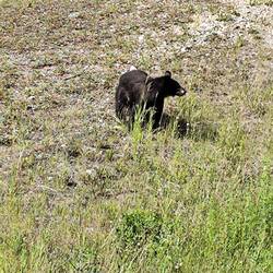 Kleiner Schwarzbär auf Futtersuche...