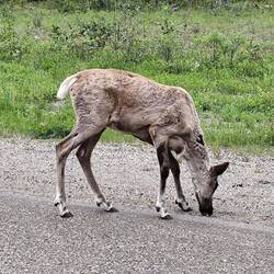 ... was finden die Karibus da nur?