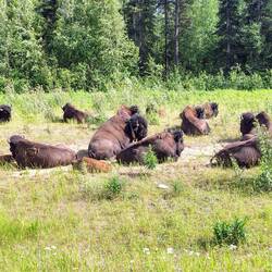 Familienleben auf grüner Wiese ...