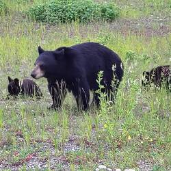 Heute gibt's mal Grünzeug...