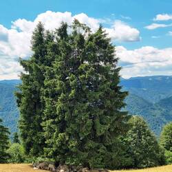 Es ist heiss. Die Schafe suchen den Schatten. Recht so! Und ich?😂