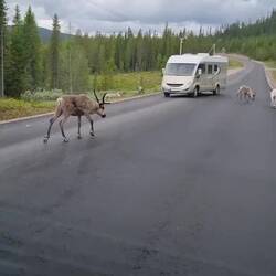 Täglich grüßen die Rentiere