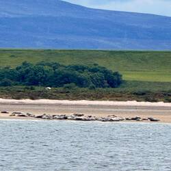 Seals at Ardersier