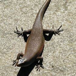 Baliskink (Glattechse)